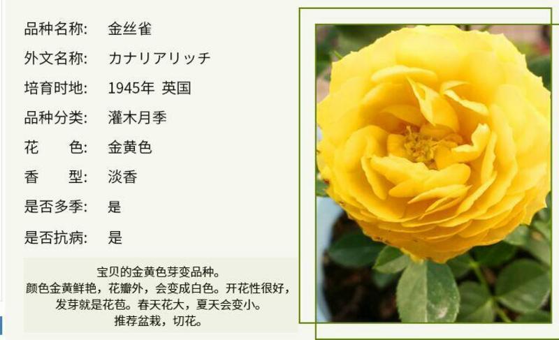富贵金丝雀月季花苗盆栽欧月玫瑰花阳台庭院黄色开花机器四季