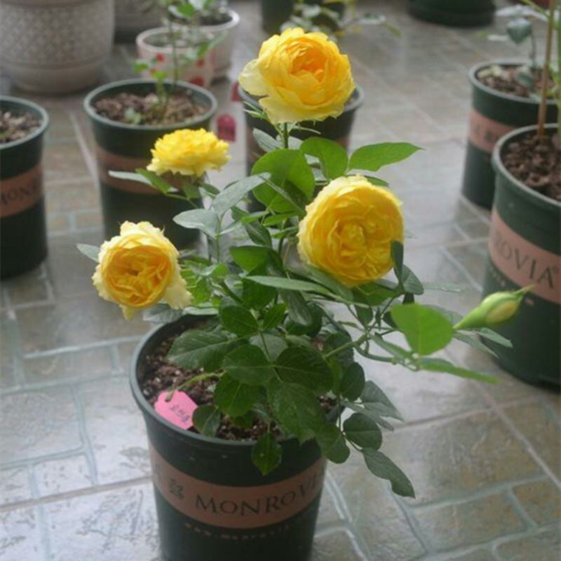 富贵金丝雀月季花苗盆栽欧月玫瑰花阳台庭院黄色开花机器四季