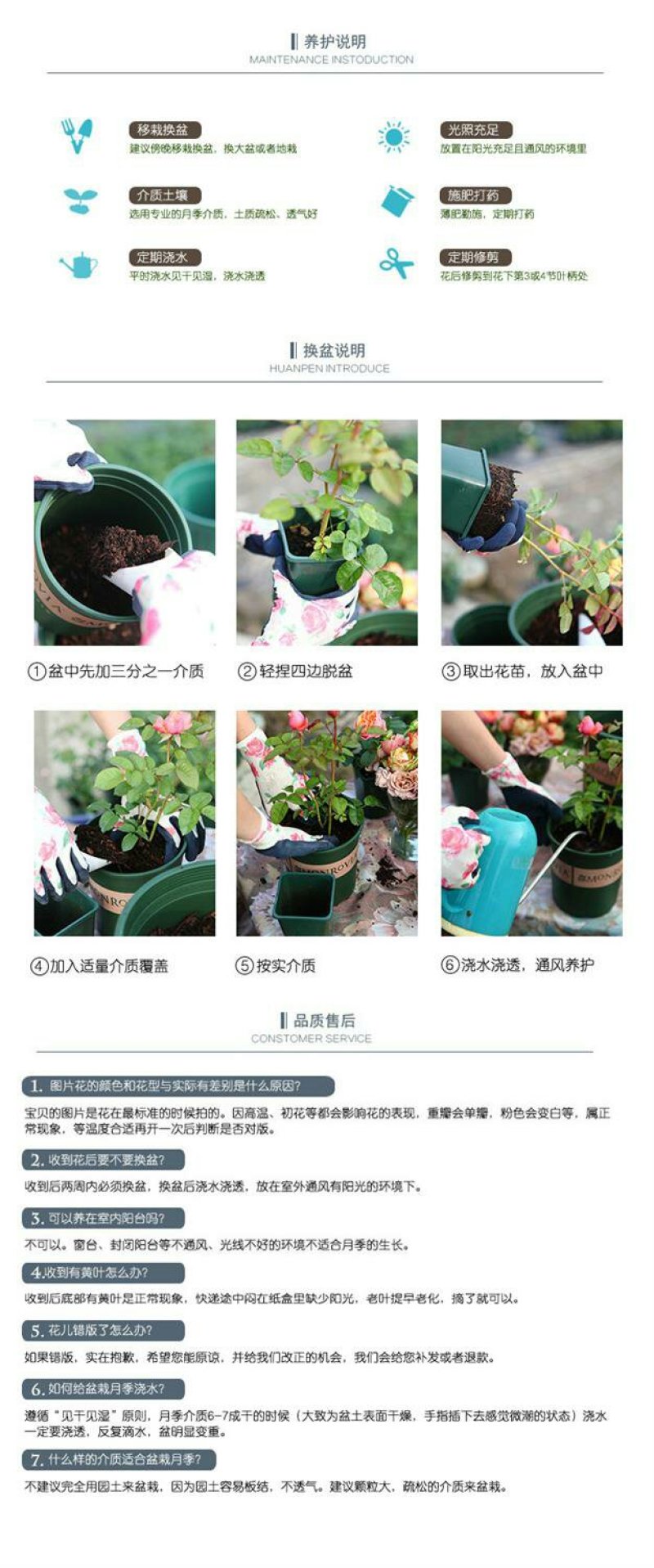 富贵金丝雀月季花苗盆栽欧月玫瑰花阳台庭院黄色开花机器四季