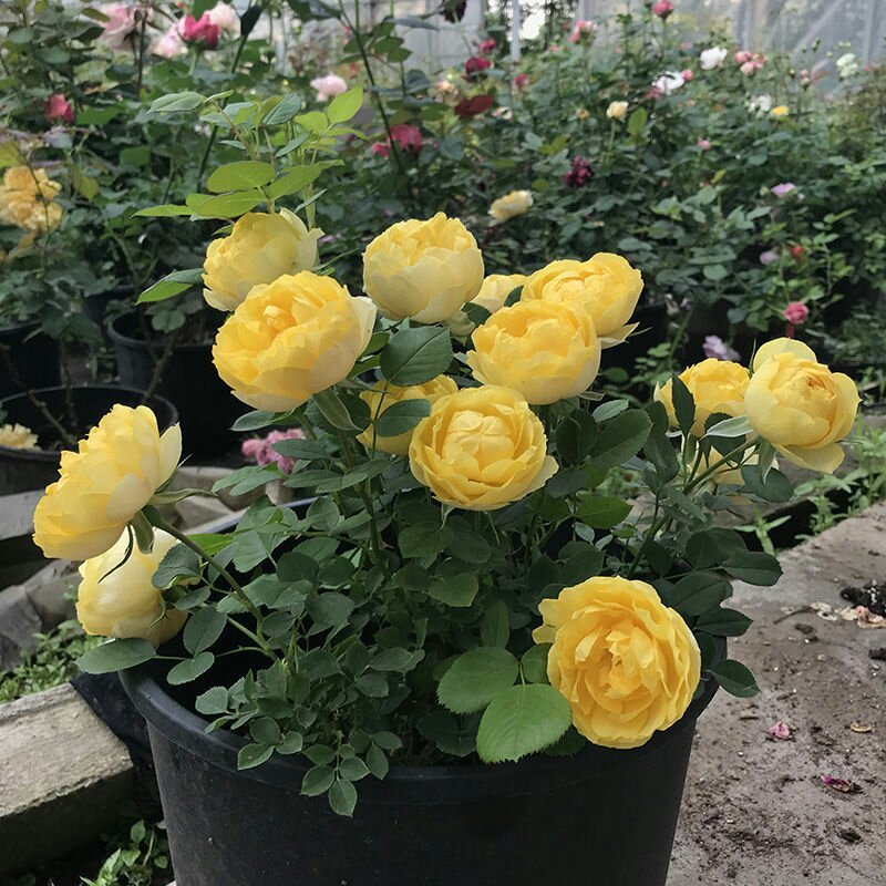 富贵金丝雀月季花苗盆栽欧月玫瑰花阳台庭院黄色开花机器四季