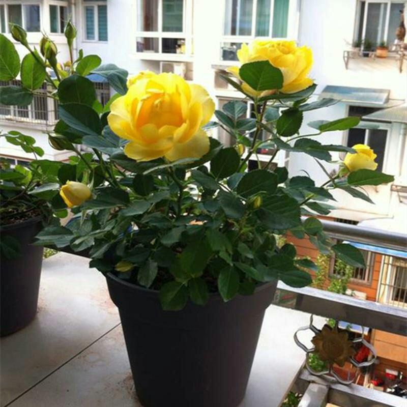 富贵金丝雀月季花苗盆栽欧月玫瑰花阳台庭院黄色开花机器四季