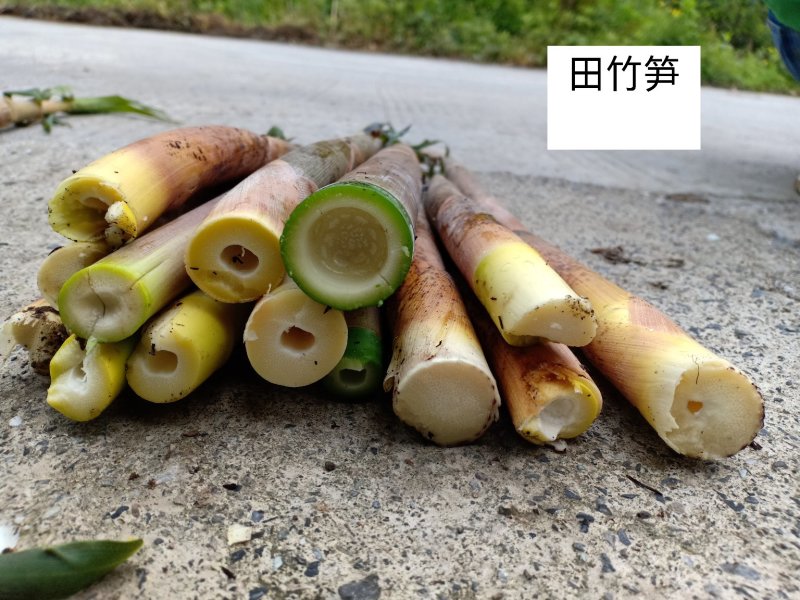 荆竹笋，田竹笋大量上市了