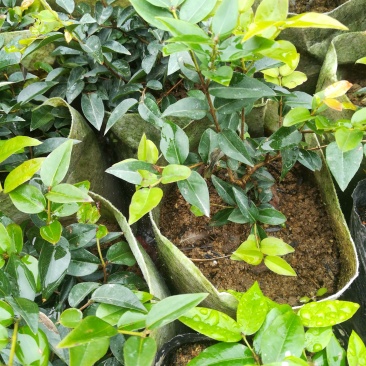 树葡萄，福岗，