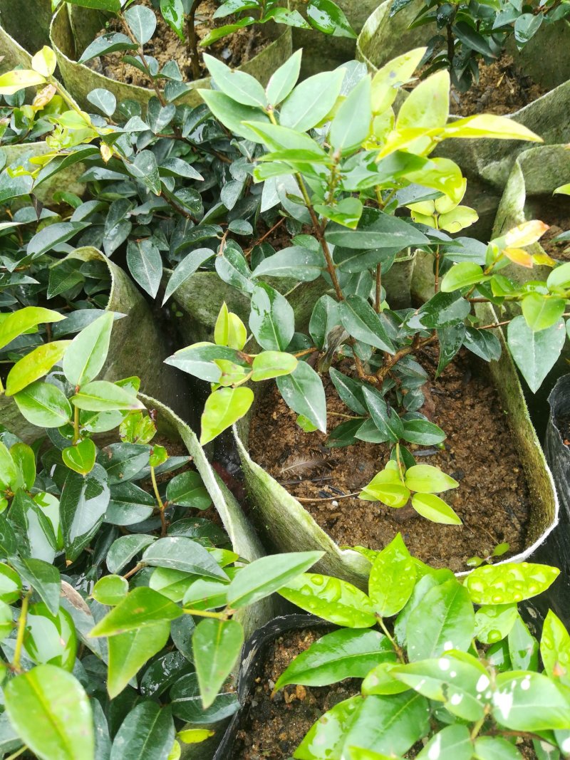 树葡萄，福岗，