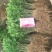 枳壳芽苗，购买1万棵5分钱一棵，5万棵4分钱一棵包邮