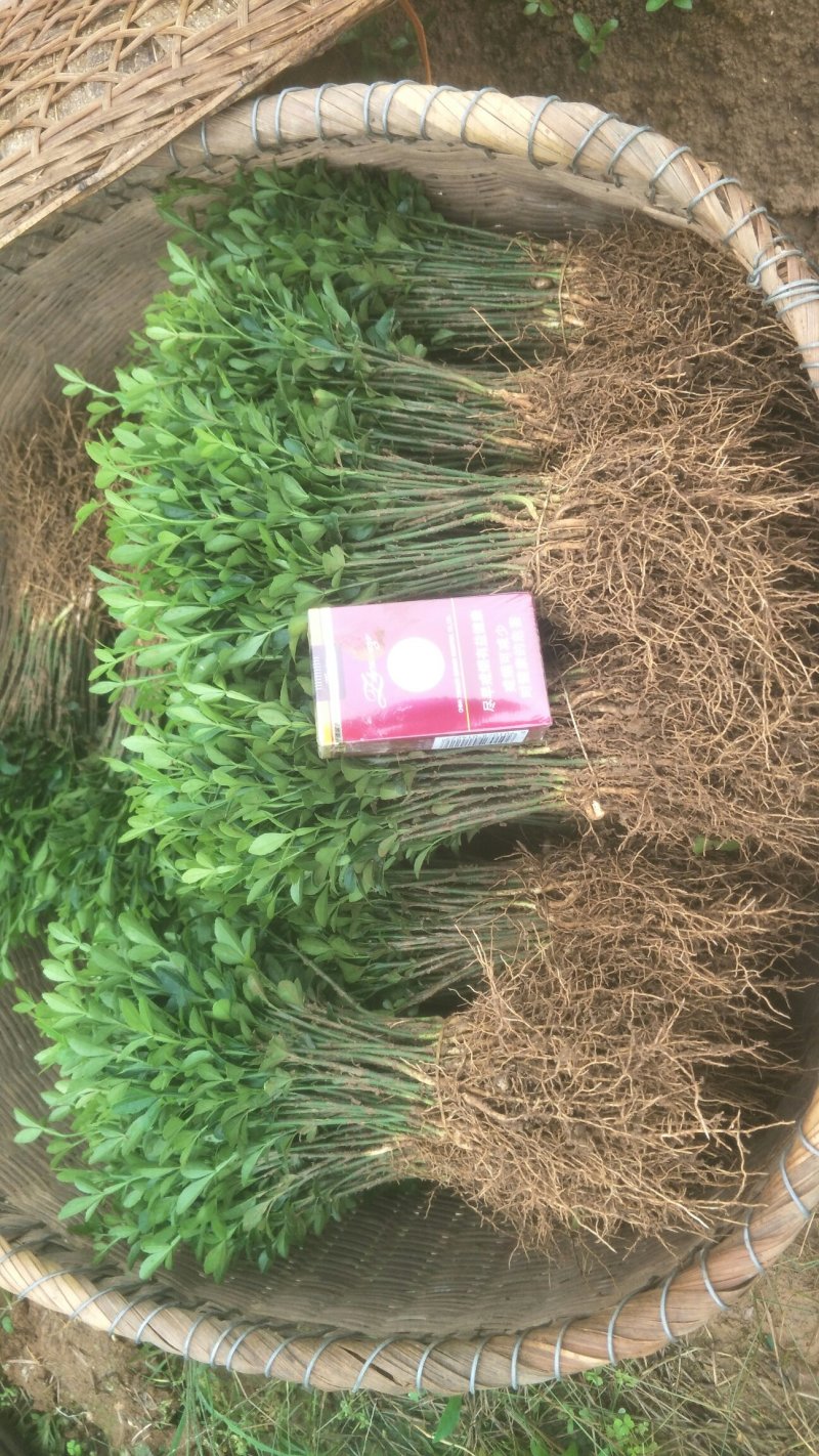 枳壳芽苗，购买1万棵5分钱一棵，5万棵4分钱一棵包邮