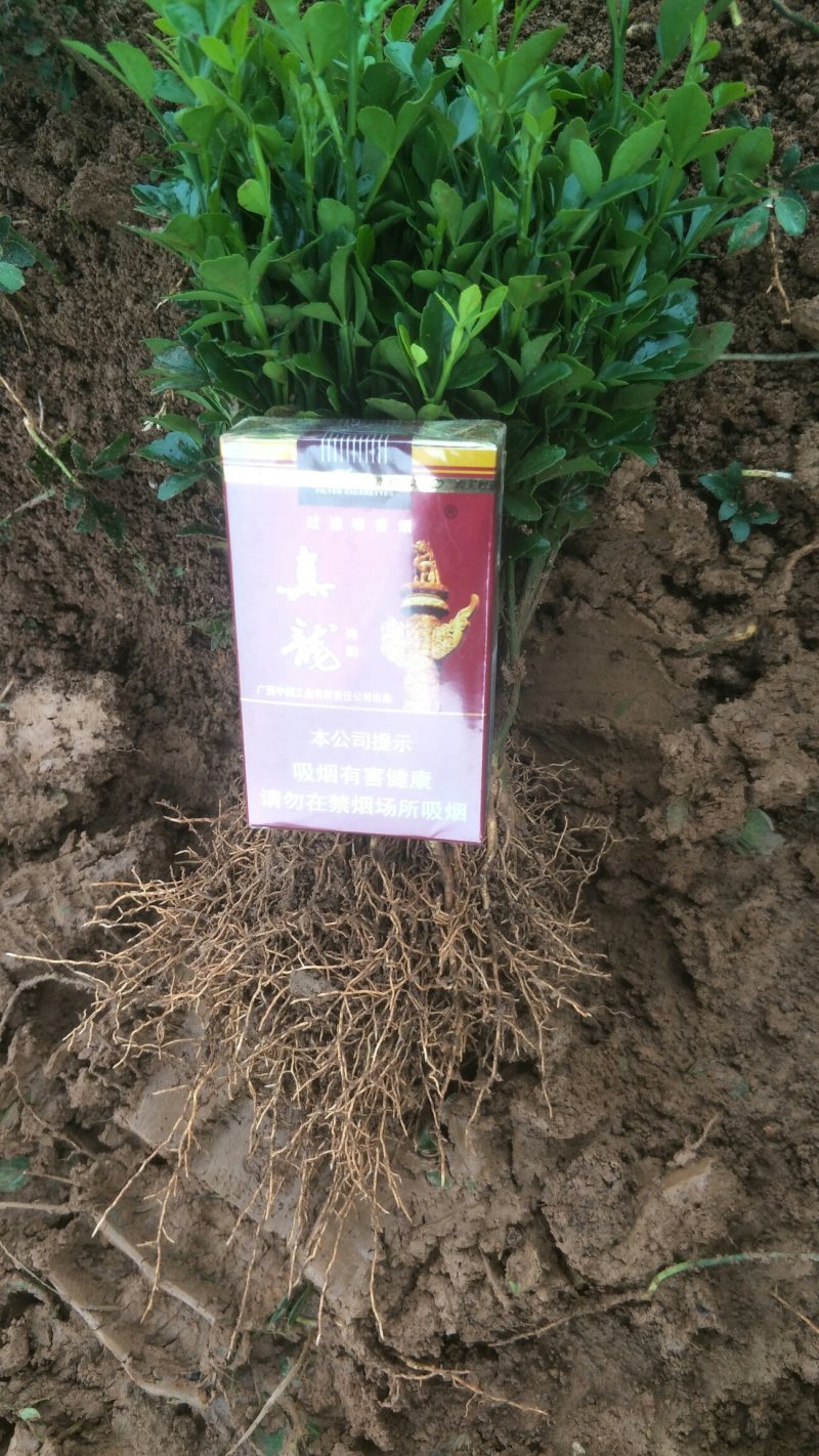 枳壳芽苗，购买1万棵5分钱一棵，5万棵4分钱一棵包邮