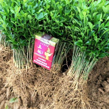 枳壳芽苗，购买1万棵5分钱一棵，5万棵4分钱一棵包邮