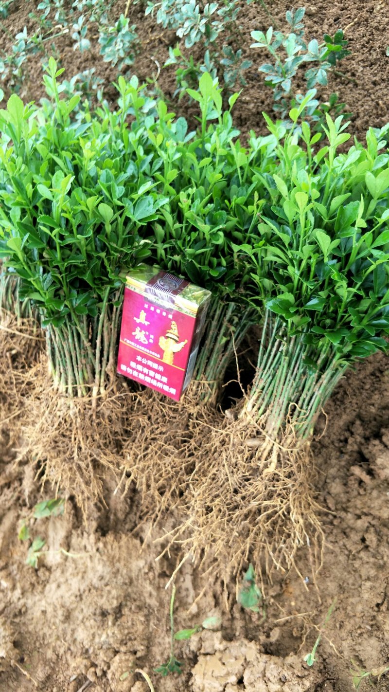 枳壳芽苗，购买1万棵5分钱一棵，5万棵4分钱一棵包邮
