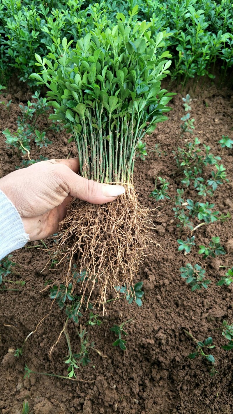 枳壳芽苗，购买1万棵5分钱一棵，5万棵4分钱一棵包邮