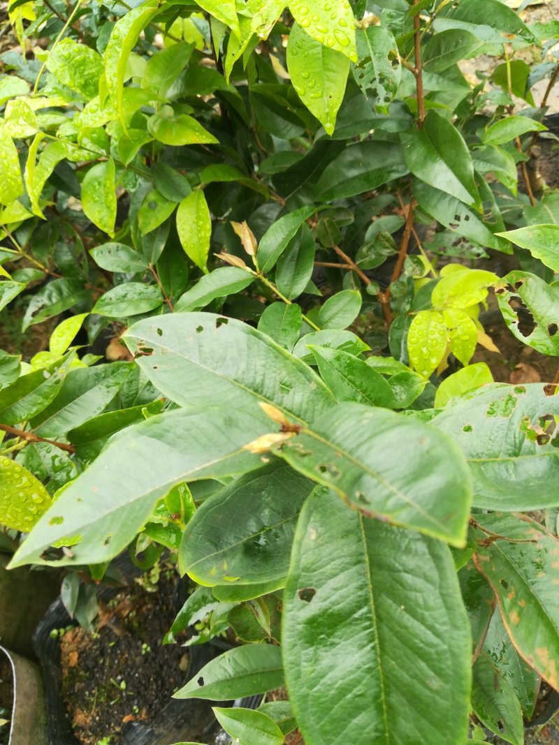 艾斯卡，树葡萄，