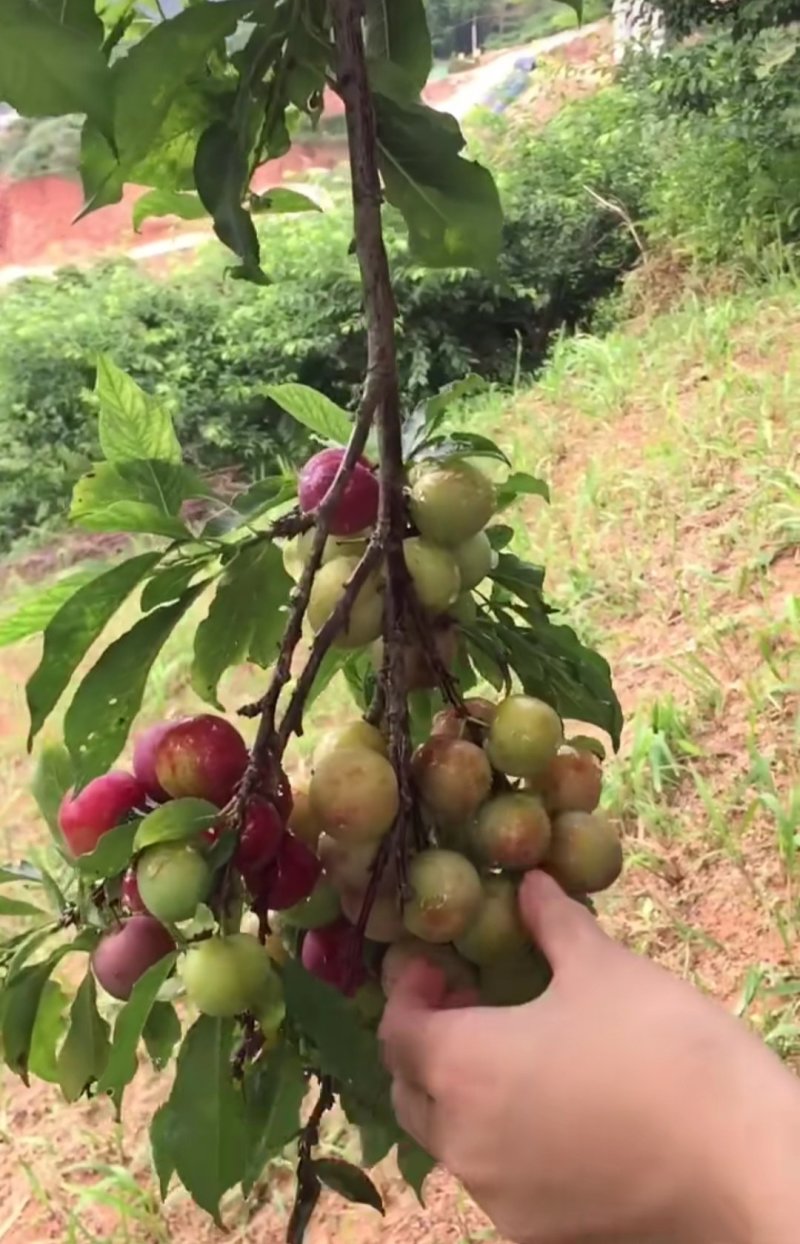 三华李早熟李子苗三月李子苗早熟迟熟当年结果