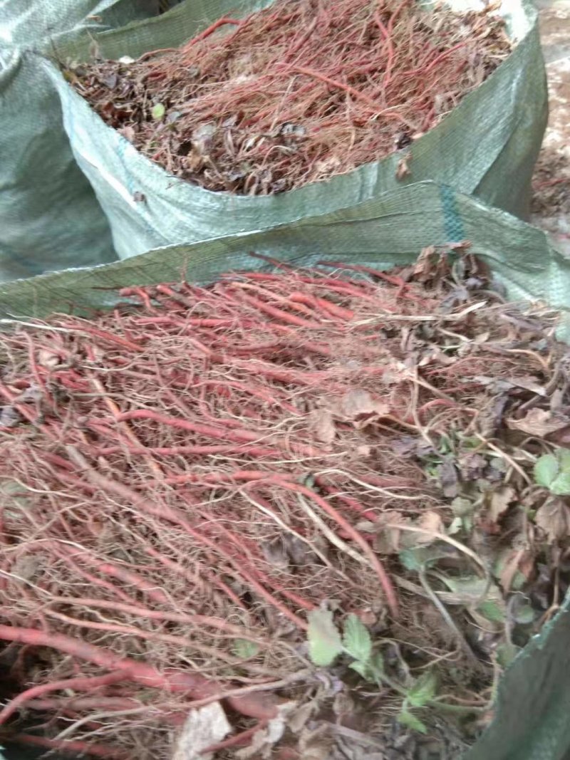 丹参苗山东丹参苗安徽丹参优质丹参种苗