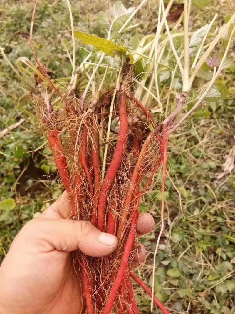 丹参苗山东丹参苗安徽丹参优质丹参种苗