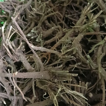 柴胡，野生柴胡，家种柴胡