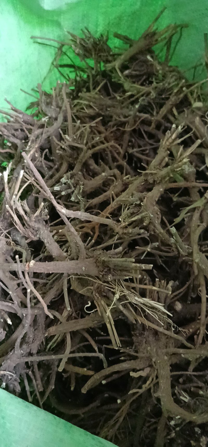 柴胡，野生柴胡，家种柴胡
