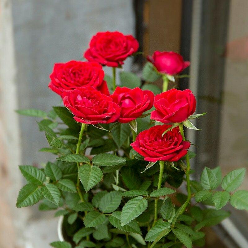 迷你小玫瑰花苗盆栽微型月季钻石玫瑰室内阳台花卉树桩月季开
