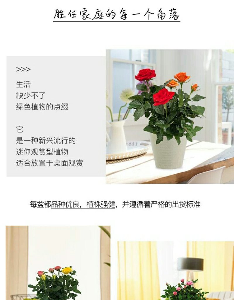 迷你小玫瑰花苗盆栽微型月季钻石玫瑰室内阳台花卉树桩月季开