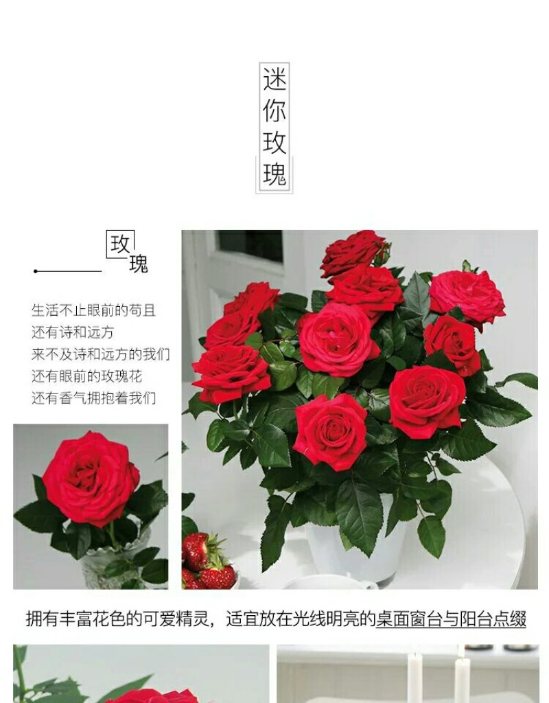 迷你小玫瑰花苗盆栽微型月季钻石玫瑰室内阳台花卉树桩月季开