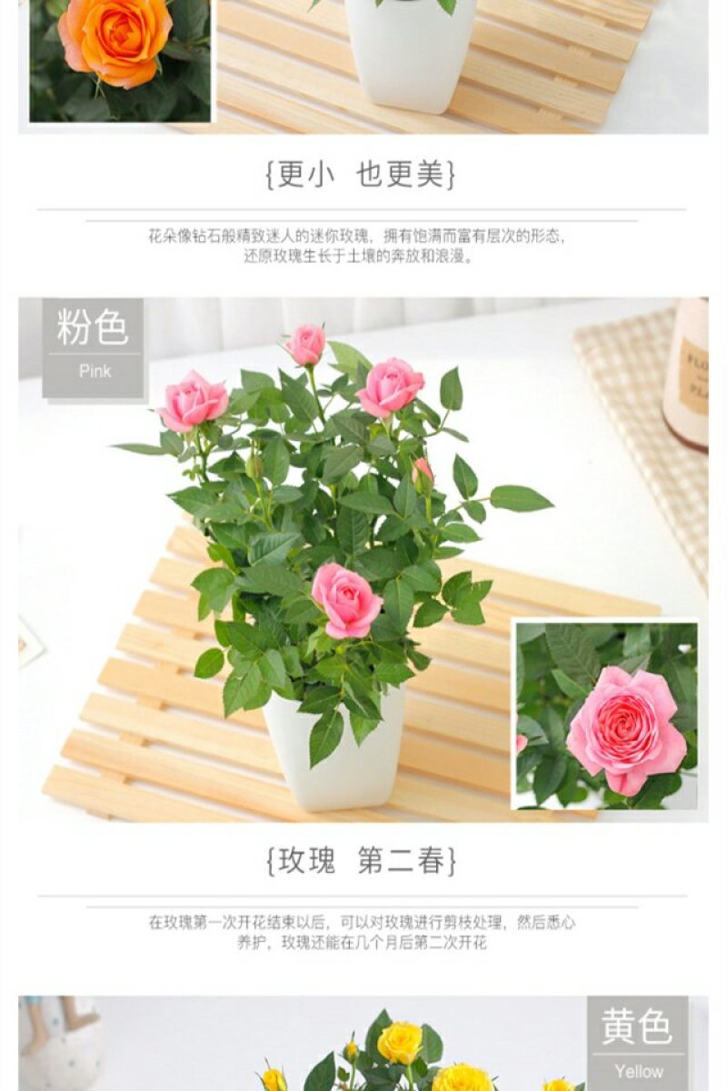 迷你小玫瑰花苗盆栽微型月季钻石玫瑰室内阳台花卉树桩月季开