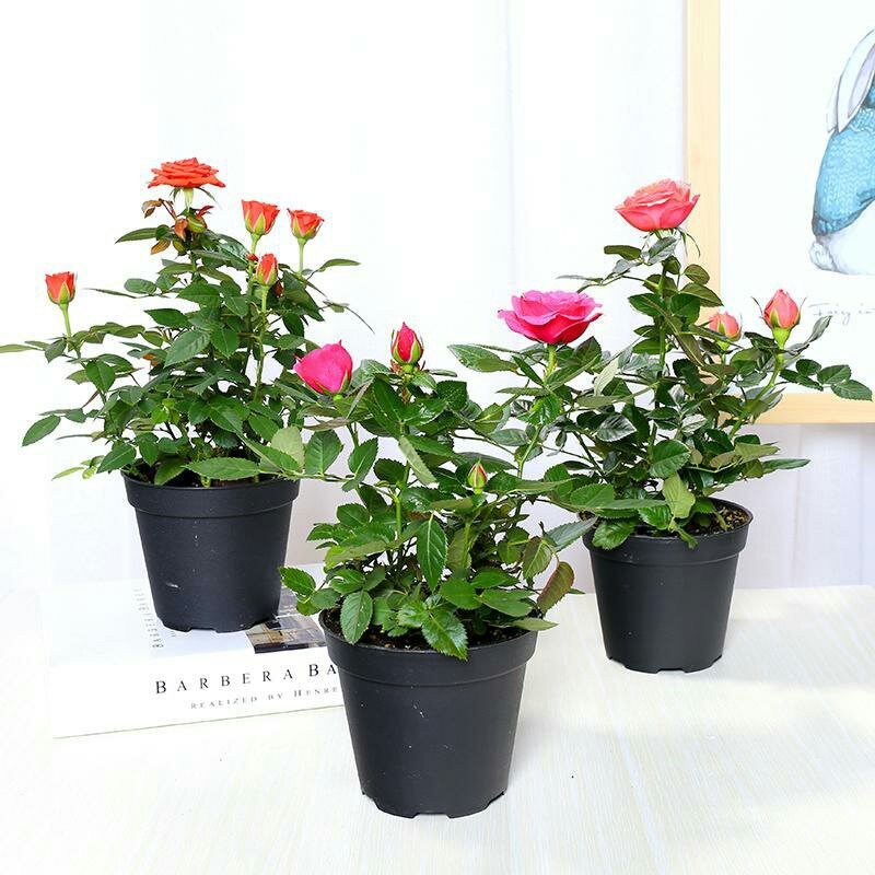 迷你小玫瑰花苗盆栽微型月季钻石玫瑰室内阳台花卉树桩月季开