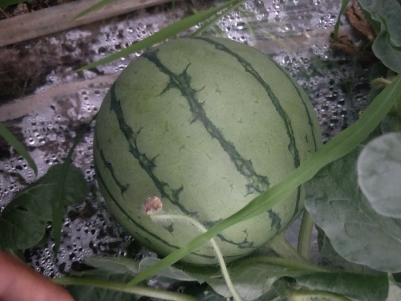 嘉秀西瓜