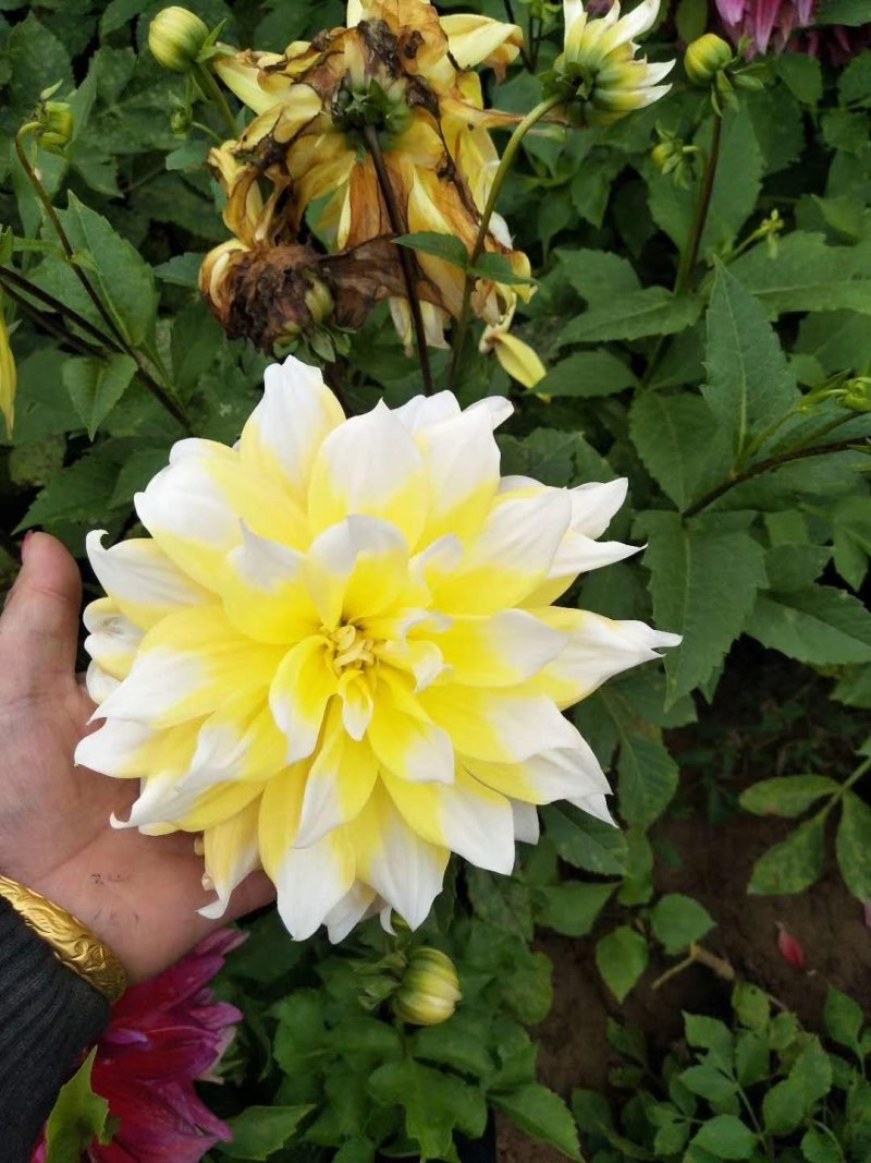 大丽花