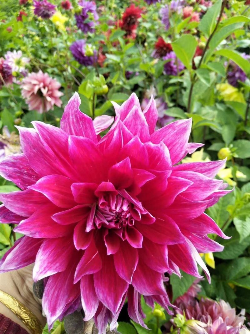 大丽花