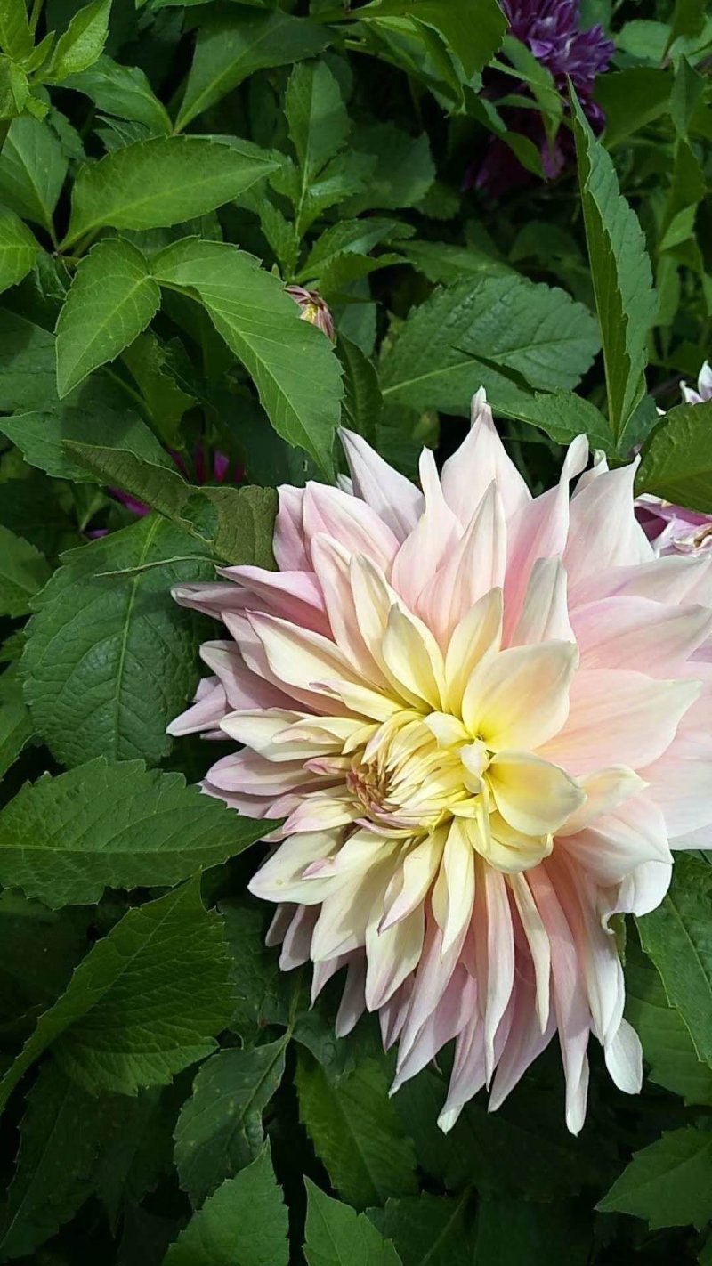 大丽花