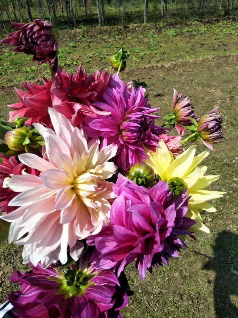 大丽花