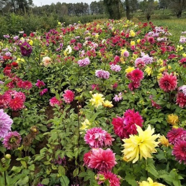 大丽花