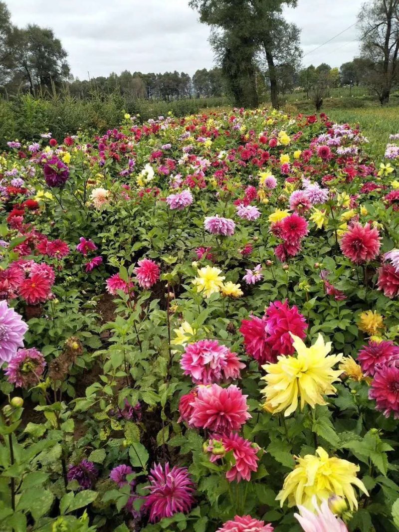 大丽花