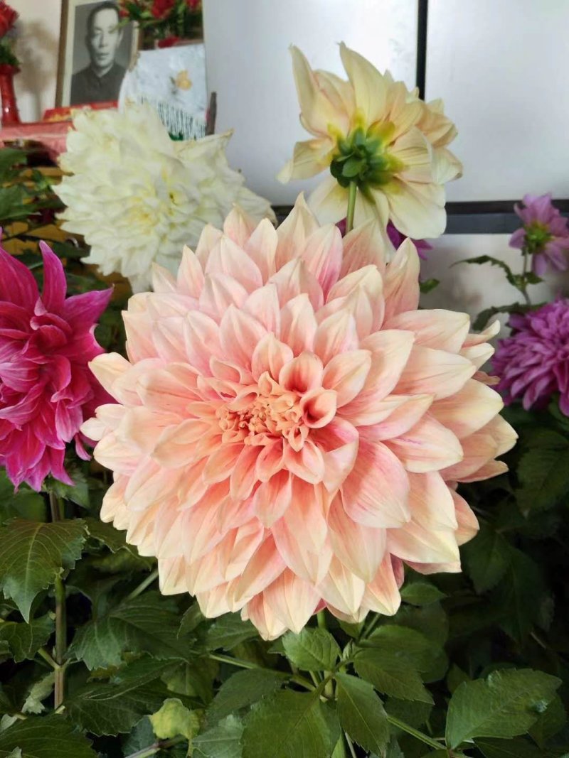 大丽花