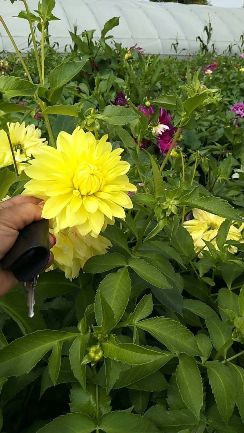 大丽花