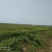 钟祥市700亩旱地招合作