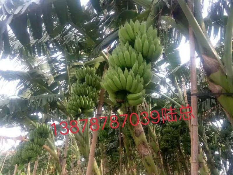 广西农科院制种香蕉苗/西贡粉蕉苗/金粉一号蕉苗