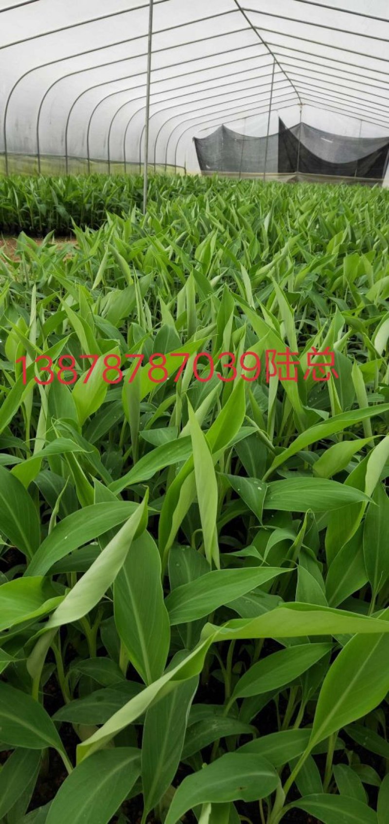 广西农科院制种香蕉苗/西贡粉蕉苗/金粉一号蕉苗