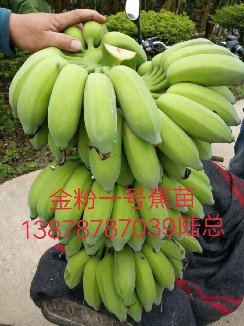 广西农科院制种香蕉苗/西贡粉蕉苗/金粉一号蕉苗