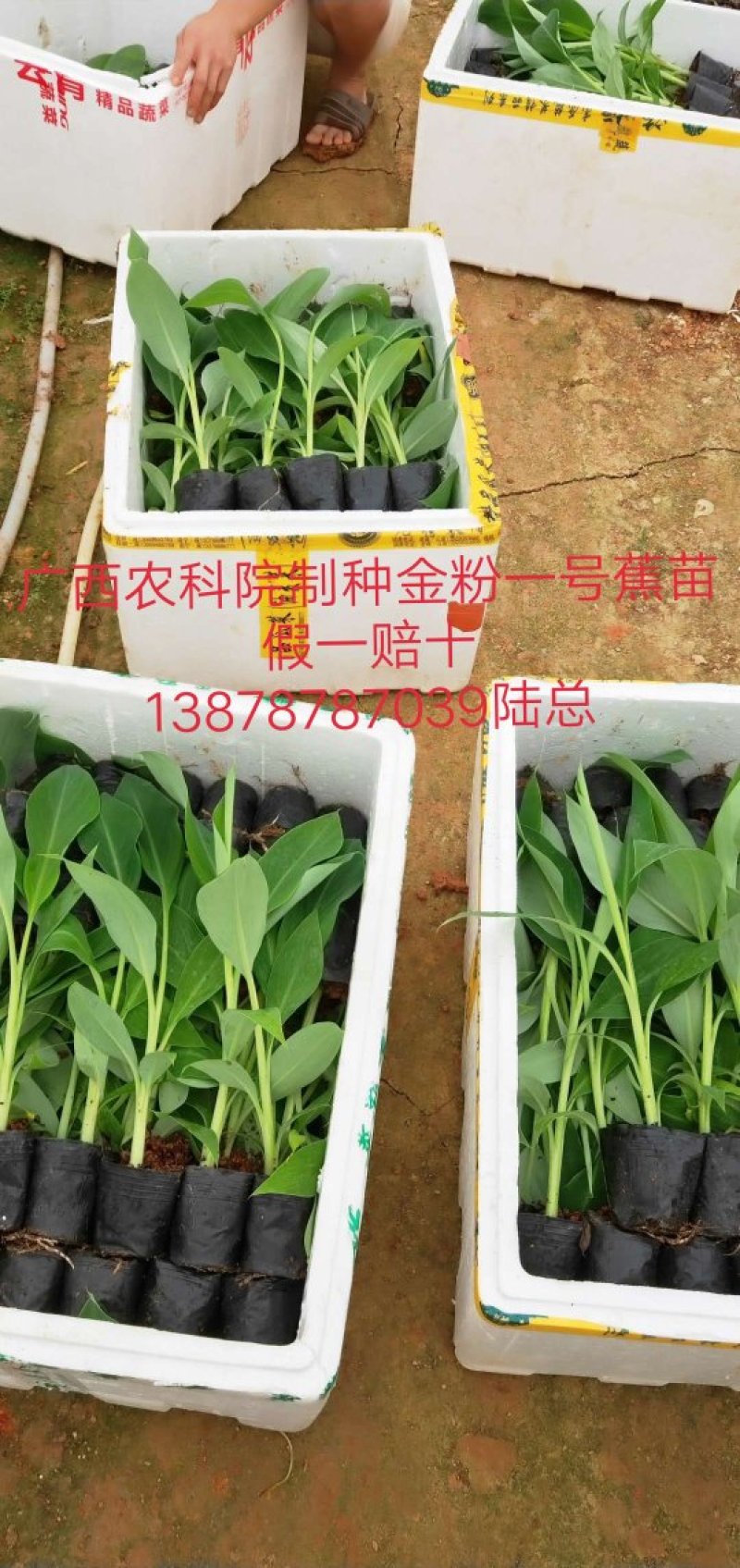 广西农科院制种香蕉苗/西贡粉蕉苗/金粉一号蕉苗