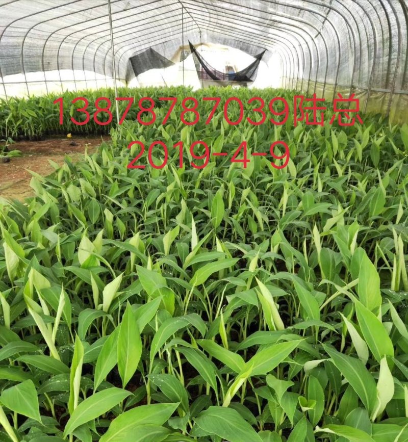 广西农科院制种香蕉苗/西贡粉蕉苗/金粉一号蕉苗