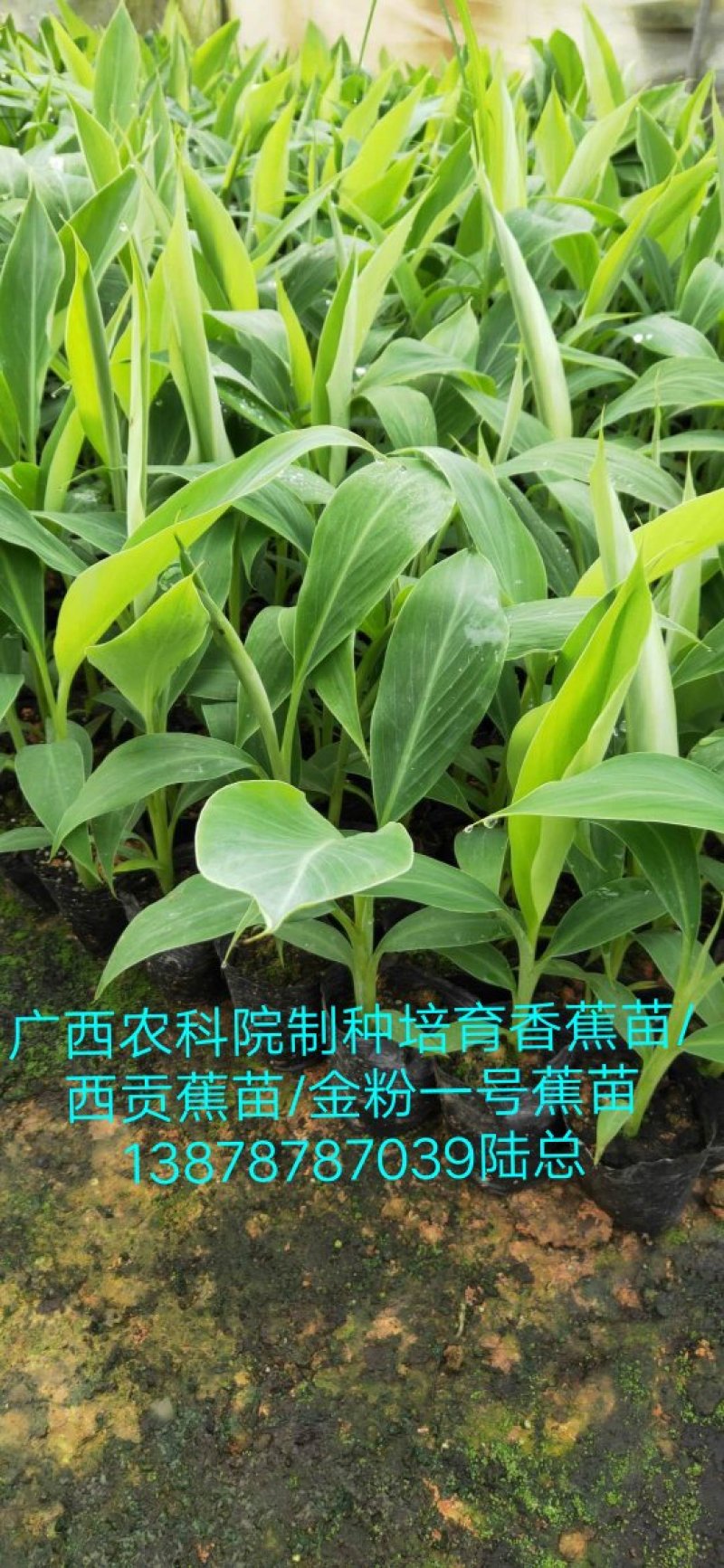 广西农科院制种香蕉苗/西贡粉蕉苗/金粉一号蕉苗