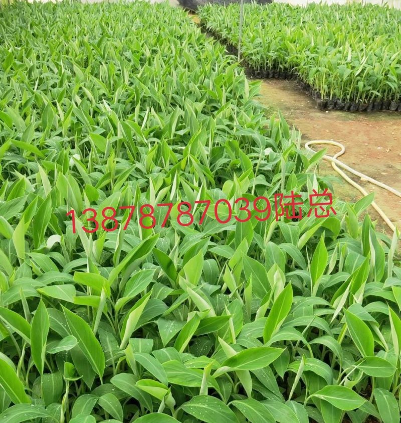 广西农科院制种香蕉苗/西贡粉蕉苗/金粉一号蕉苗