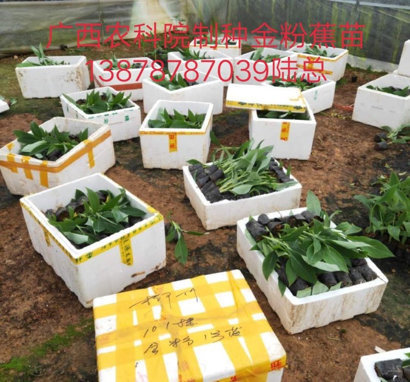 广西农科院制种香蕉苗/西贡粉蕉苗/金粉一号蕉苗