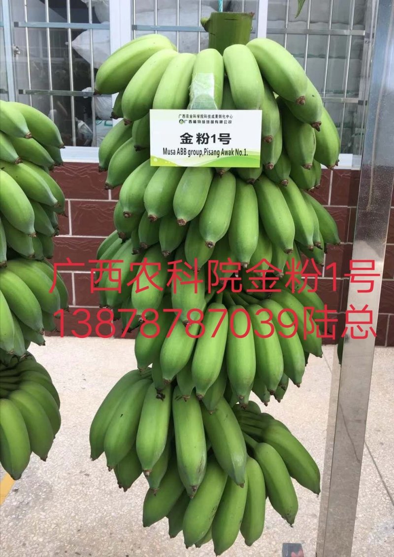 广西农科院制种香蕉苗/西贡粉蕉苗/金粉一号蕉苗