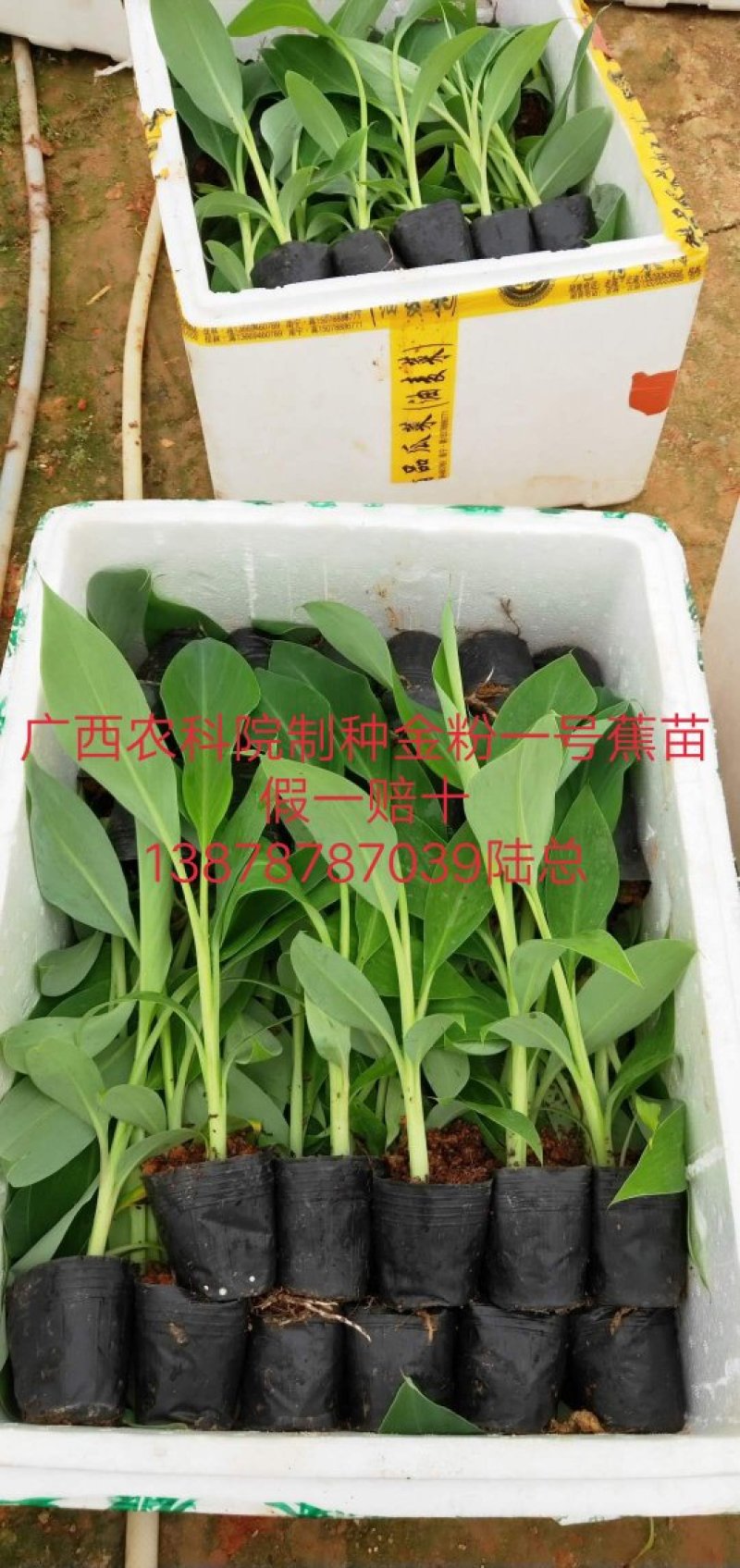 广西农科院制种香蕉苗/西贡粉蕉苗/金粉一号蕉苗