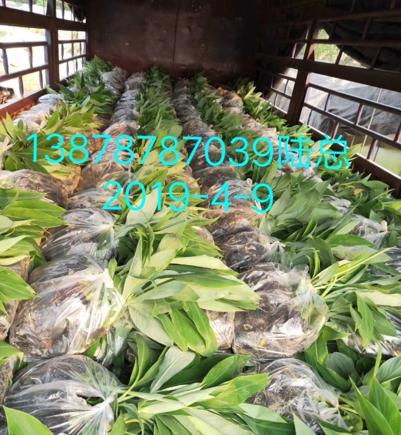 广西农科院制种香蕉苗/西贡粉蕉苗/金粉一号蕉苗