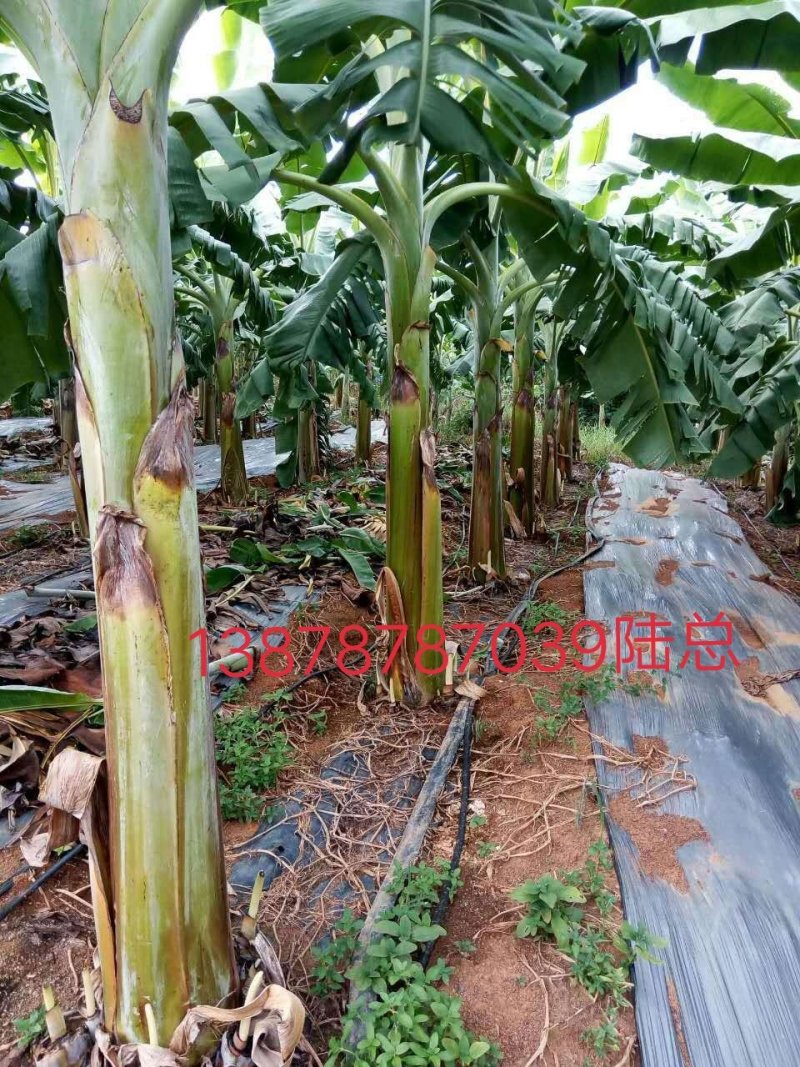 广西农科院制种香蕉苗/西贡粉蕉苗/金粉一号蕉苗