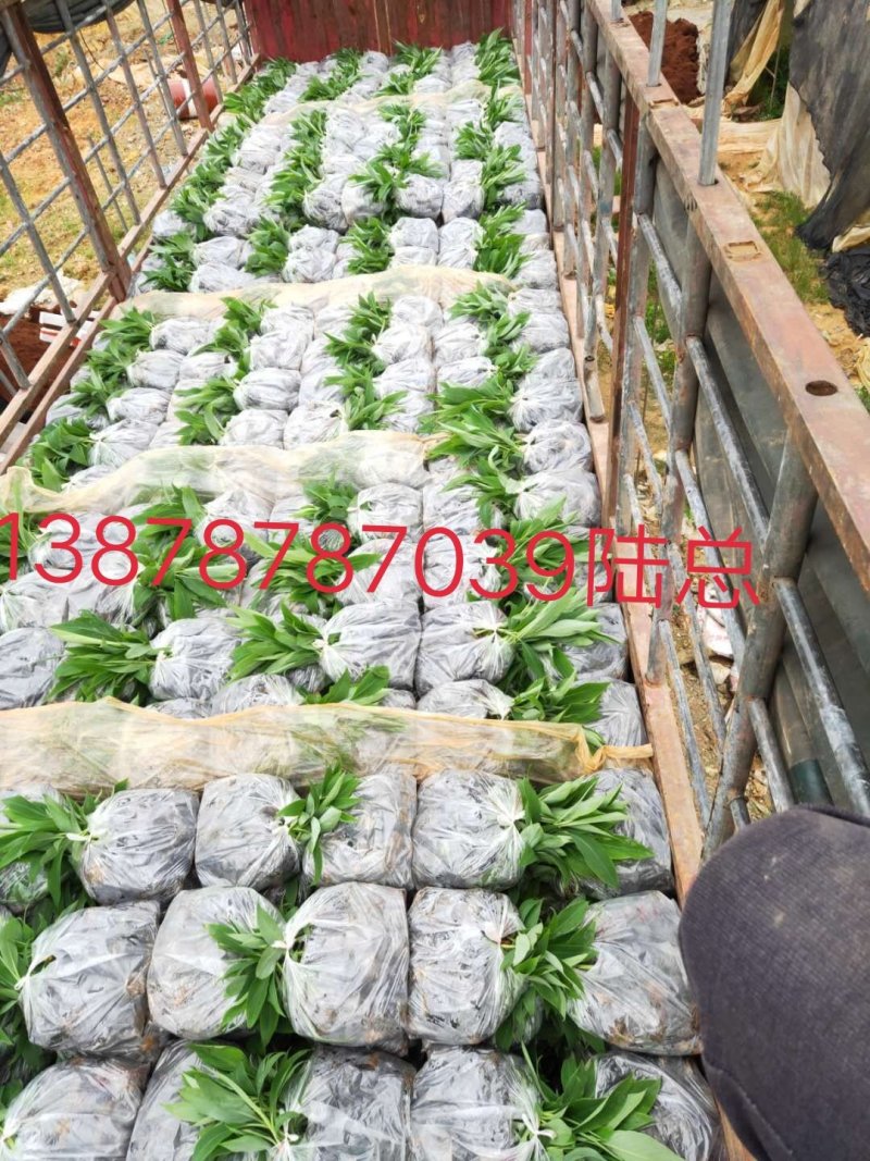 广西农科院制种香蕉苗/西贡粉蕉苗/金粉一号蕉苗