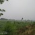 沙洋县马良500-1000亩旱地招合作