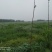 沙洋县马良500-1000亩旱地招合作
